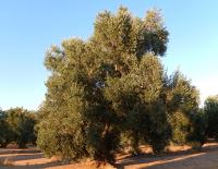 arbre variété Empeltre