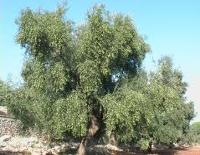 arbre variété Frontoio