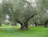 arbre variété Koroneiki