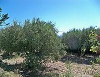 arbre variété Picholine