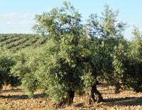 arbre variété Picual