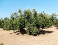 arbre variété Hojiblanca