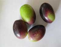 olive variété Hojiblanca