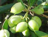 olive variété Koroneiki