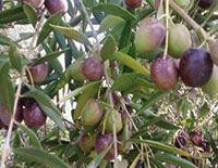 grappe d'olives