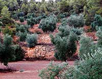 Paysage Les Garrigues Montagne